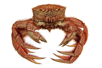 hairy crab isolated on white