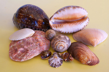 Shells from Indian Ocean, SA
