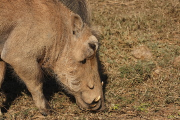 Young warthog eating