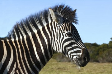 Fototapeta na wymiar Zebra late in the afternoon