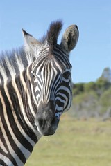 Fototapeta na wymiar Zebra looking backwards