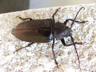 beetle