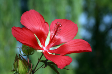 hibiscus