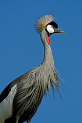 Crowned crane (Balearica regulorum)