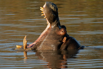 Fototapeta premium Hippopotamus yawning