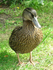Duck