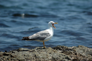 Seagull