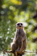 Fototapeta premium Meerkat Lookout