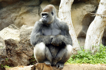 Silverback  Gorilla