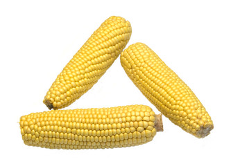 fresh corn isolated on white background