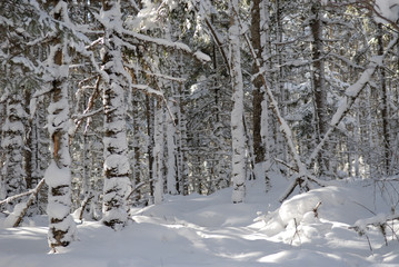 wood(timber) taiga in(to;at) snow          