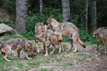 Naklejka premium reproduction loup