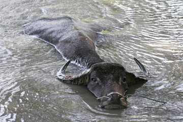 Fototapeta premium Wasserbüffel01