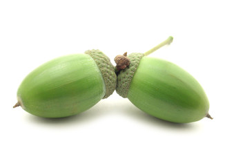acorns