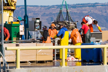 Fishermen weighing the catch