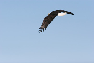 Bald eagle flying