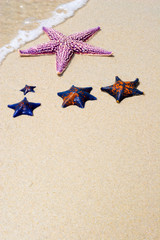 Starfishes