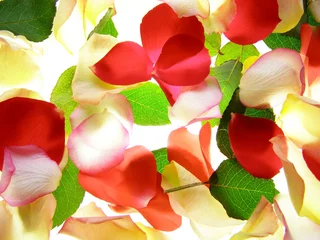 Crédence de cuisine en verre imprimé Macro fleurs roses
