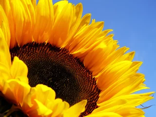 Tuinposter Zonnebloem yellow sunflower