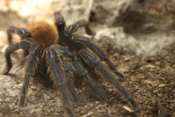 Spinne