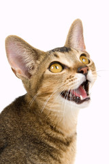 Kitten in studio on a neutral background