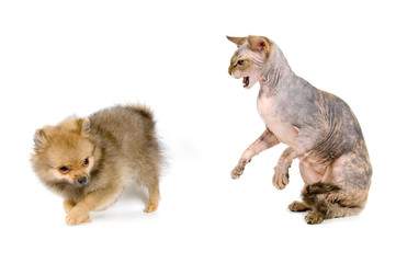 The puppy of the spitz-dog and the Canadian sphynx