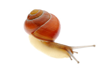 snail on whte background