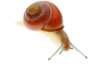 snail
