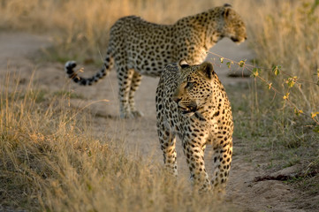 Two leopards walking together