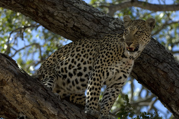 Lone Cheetah sitting in tree 