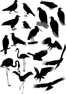 Lot of vector silhouettes of birds