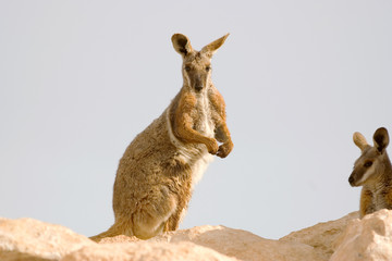 yellow footed rock wallaby