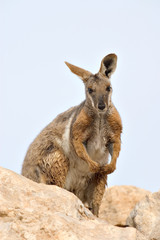 yellow footed rock wallaby