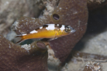 Seagar