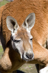Red Kangaroo