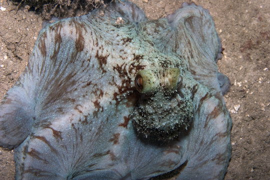 Octo