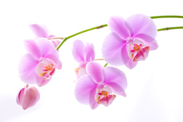 Plakat Orchid kwiaty na białym tle