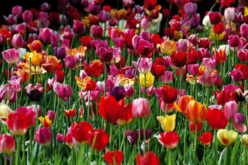 Tulpenfeld 1