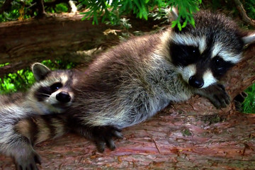 Rocoons © Danuta Kania