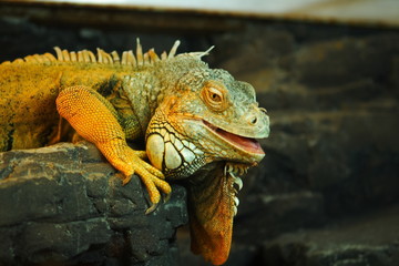 Iguana
