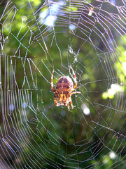 Kreuzspinne
