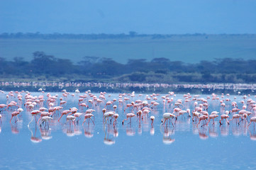 Flamencos