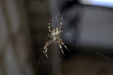 hunting spider