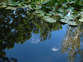 Naklejka premium reflejos en el estanque