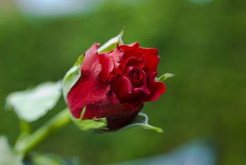 Red Rose Bud