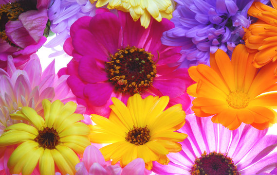 flowers with different color