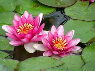 water lily