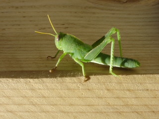 Saltamontes