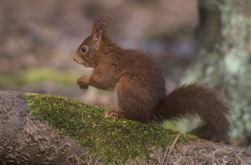 Red Squirrel