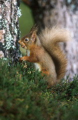 Red Squirrel